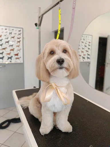 Spa Kota i Psa - Groomer Wrocław